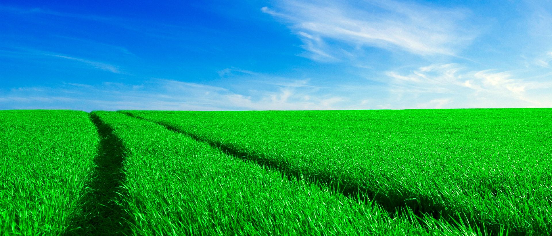 A wide green field under blue sky