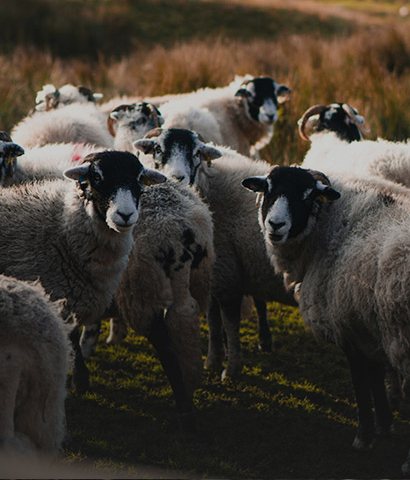 Sheep grazing in a field